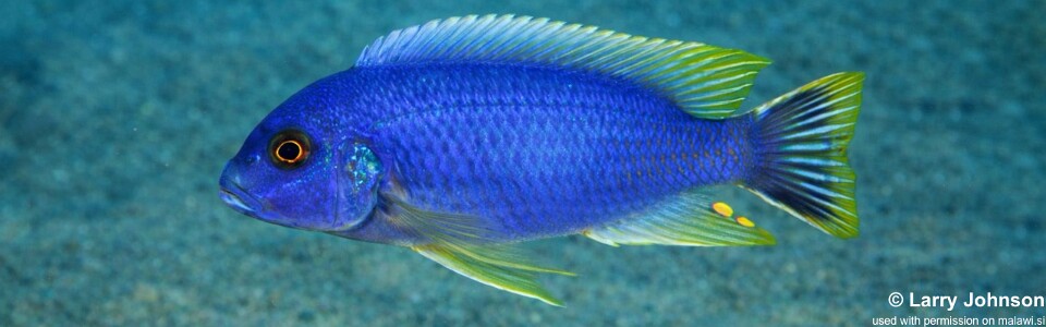 Maylandia sp. 'aurora bevous' Chizumulu Island<br><font color=gray>Metriaclima sp. 'aurora bevous' Chizumulu Island</font> 