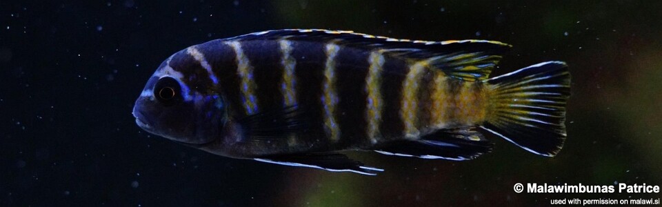 Maylandia sp. 'elongatus goldbar' Chizumulu Island<br><font color=gray>Metriaclima sp. 'elongatus goldbar' Chizumulu Island</font> 