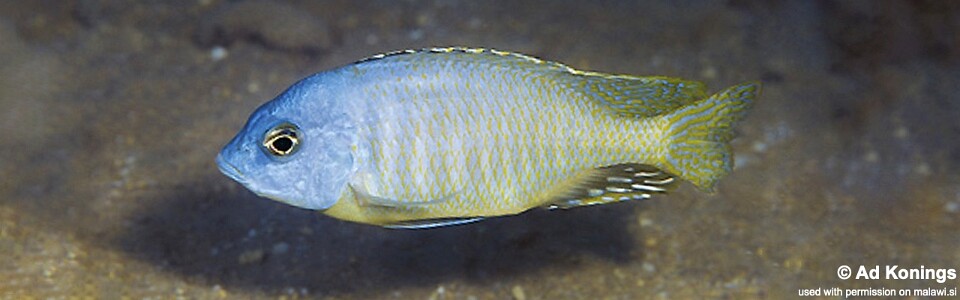 Otopharynx sp. 'auromarginatus jakuta' Chizumulu Island'