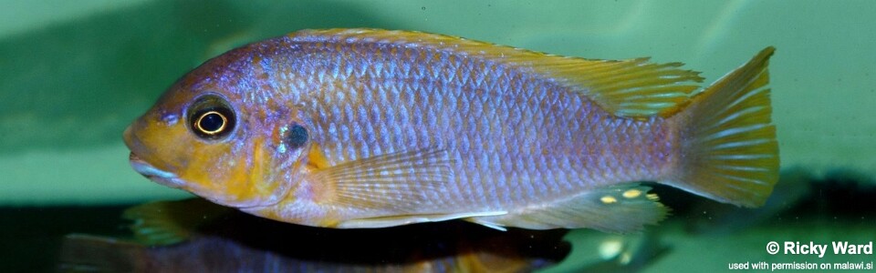 Petrotilapia palingnathos 'Chizumulu Island'