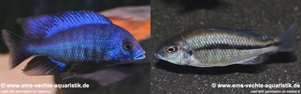 Protomelas annectens 'Chizumulu Island'