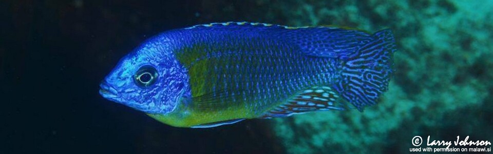 Protomelas sp. 'steveni imperial' Chizumulu Island