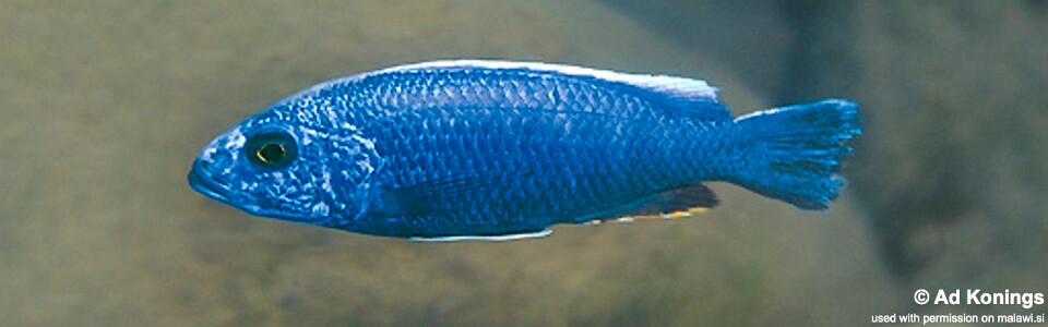 Sciaenochromis fryeri 'Chuanga'