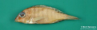 Placidochromis ordinarius 'Chuanga'.jpg