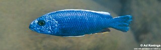 Sciaenochromis fryeri 'Chuanga'.jpg