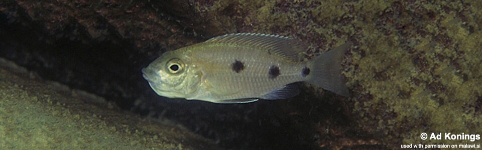 Copadichromis melas 'Cobwé'