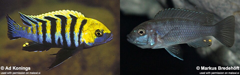 Cynotilapia zebroides 'Cobwé'