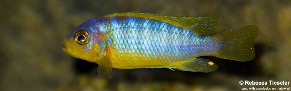 Maylandia aurora 'Cobwé'<br><font color=gray>Metriaclima aurora 'Cobwé'</font>