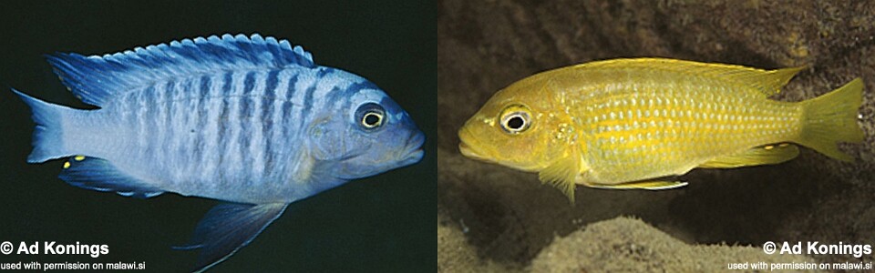 Maylandia phaeos 'Cobwé'<br><font color=gray>Metriaclima  phaeos 'Cobwé'</font> 