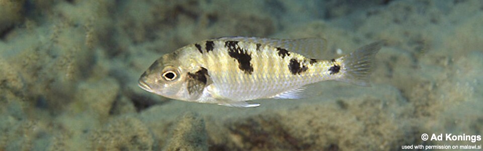 Tramitichromis intermedius 'Cobwé'