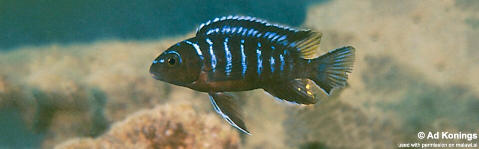 Tropheops sp. 'elongatus mbako' Cobwé