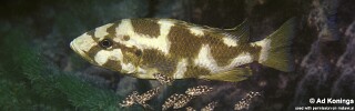 Nimbochromis livingstonii 'Cobwe'.jpg