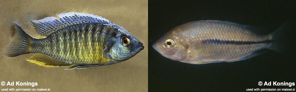 Nyassachromis boadzulu 'Crocodile Rock'