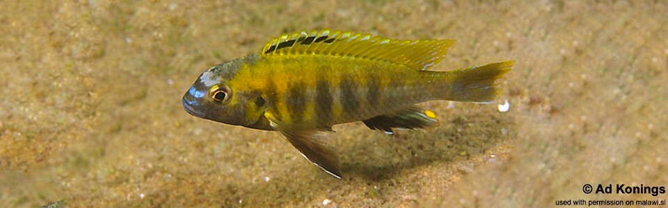 Tropheops sp. 'masimbwe' Crocodile Rocks<br><font color=gray>Tropheops novemfasciatus 'Crocodile Rocks'</font>