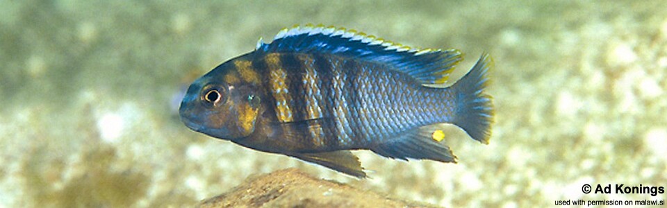 Tropheops tropheops 'Crocodile Rocks'<br><font color=gray>Tropheops sp. 'broadmouth' Crocodile Rocks</font> 