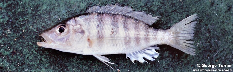 Placidochromis macrognathus 'Domira Bay'