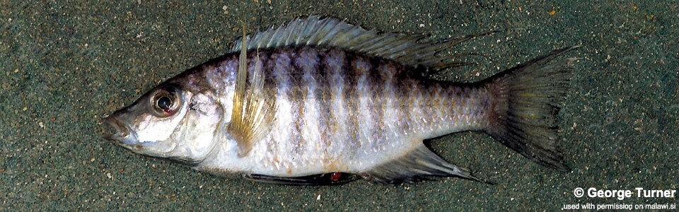 Placidochromis polli 'Domira Bay'