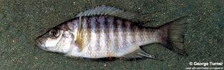 Placidochromis polli 'Domira Bay'.jpg