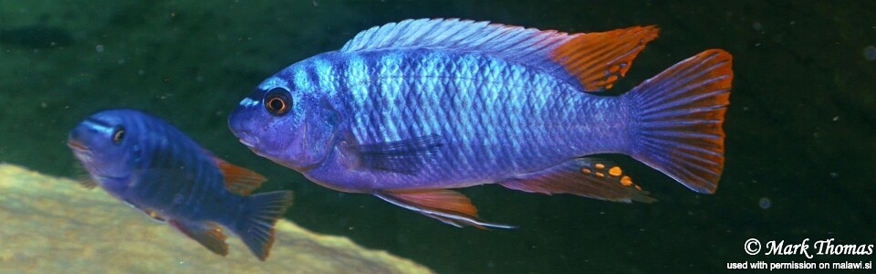 Labeotropheus fuelleborni 'Domwe Island'<br><font color=gray>Labeotropheus artatorostris 'Domwe Island'</font> 