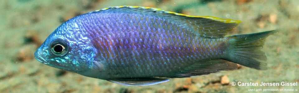 Placidochromis sp. 'blue otter' Domwe Island