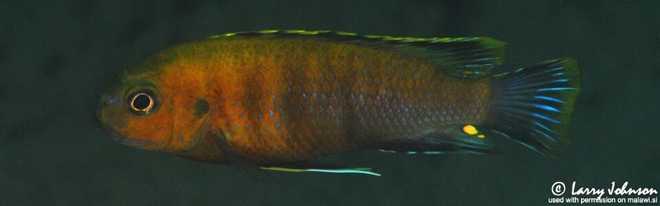 Tropheops romandi 'Domwe Island'