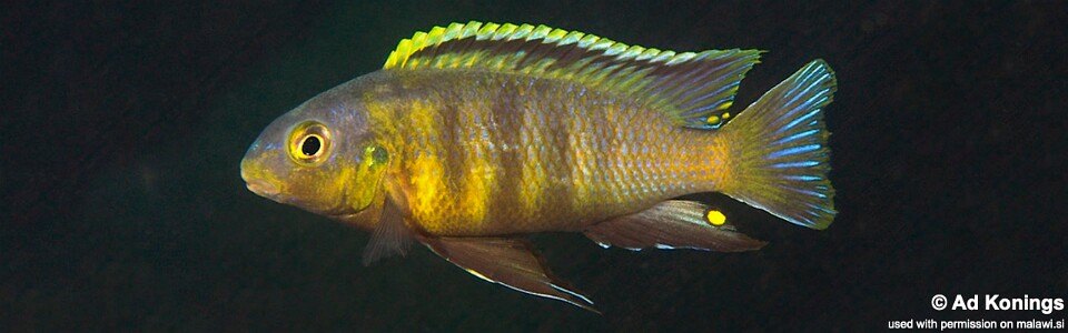 Tropheops sp. 'orange chest' Domwe Island<br><font color=gray>Tropheops tropheops 'Domwe Island'</font> 