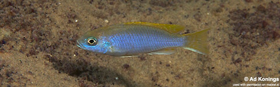 Pseudotropheus sp. 'acei' Dwangwa