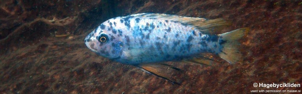 Labeotropheus fuelleborni 'Fuawe Island'