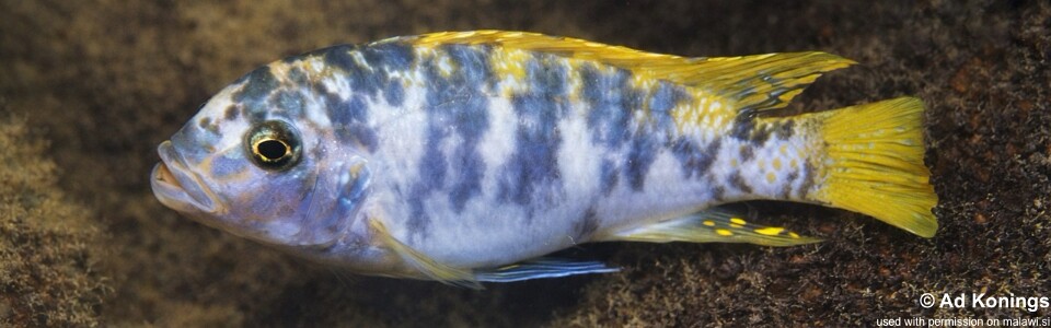 Maylandia mbenjii 'Fuawe Island'<br><font color=gray>Metriaclima mbenjii 'Fuawe Island'</font> 