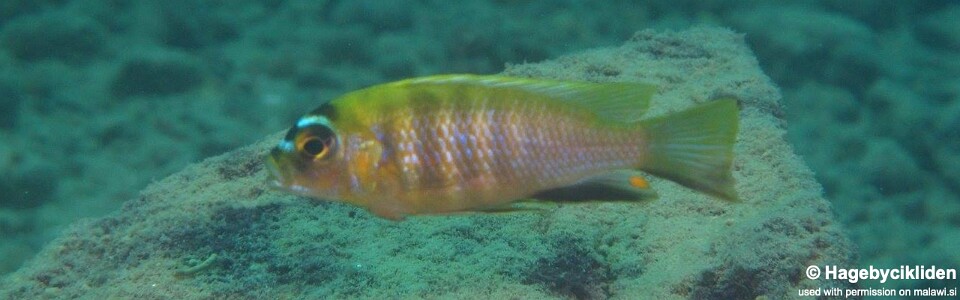 Maylandia sp. 'patricki' Fuawe Island<br><font color=gray>Metriaclima  sp. 'patricki' Fuawe Island</font> 
