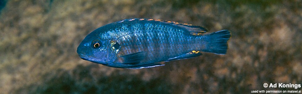 Pseudotropheus galanos 'Fuawe Island'