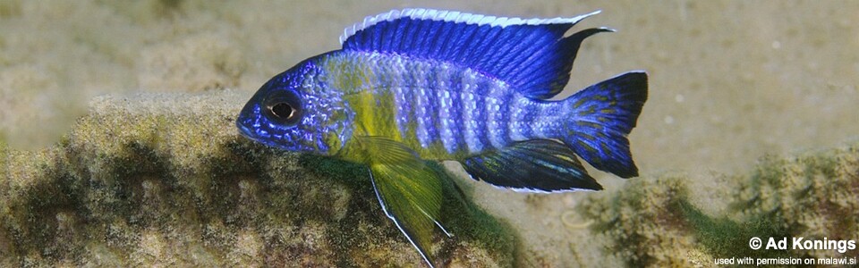 Aulonocara stuartgranti 'Gallireya Reef'