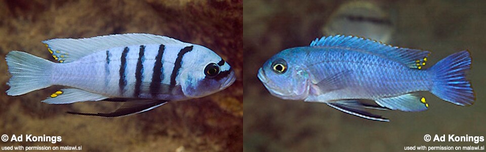 Cynotilapia sp. 'hara' Gallireya Reef