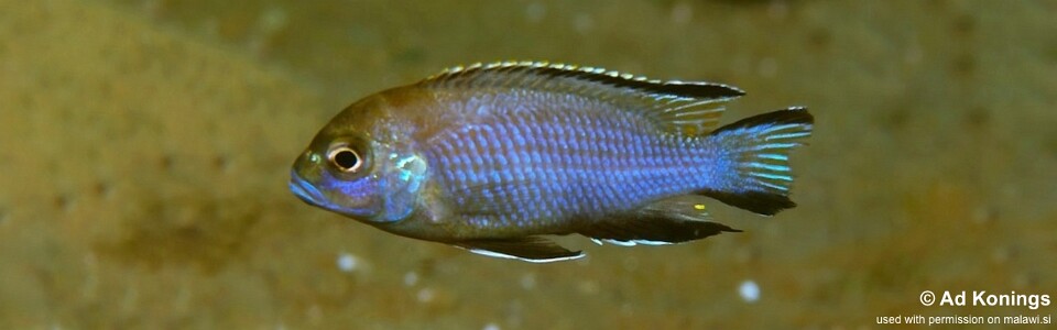 Maylandia gallireyae 'Gallireya Reef'<br><font color=gray>Metriaclima gallireyae 'Gallireya Reef'<br>Metriaclima sp. 'lanisticola north' Gallireya Reef</font> 