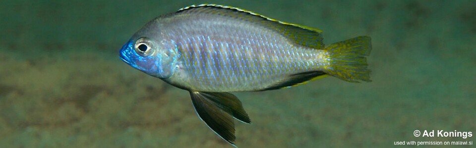 Mylochromis sp. 'mollis gallireya' Gallireya Reef