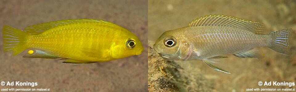 Tropheops sp. 'macrophthalmus gallireya' Gallireya Reef