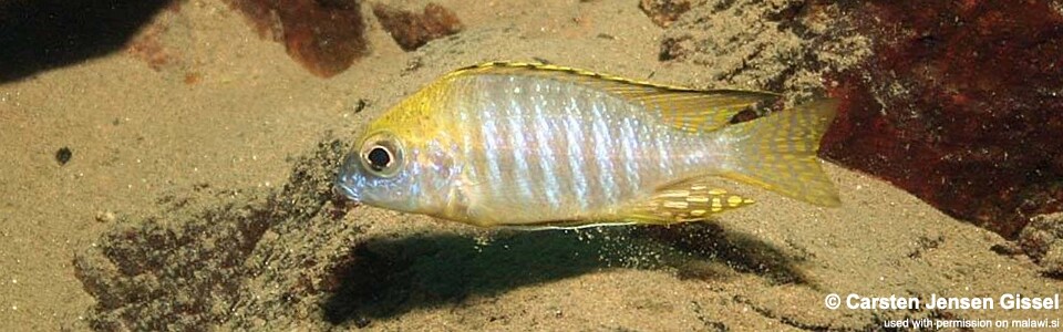 Aulonocara sp. 'deep lutheri' Gome