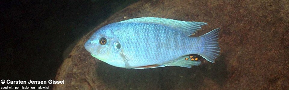 Labeotropheus fuelleborni 'Gome'