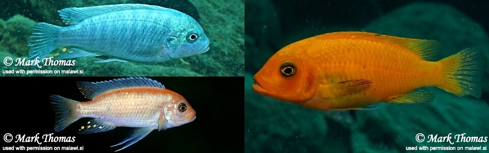 Maylandia estherae 'Gome Rock'<br><font color=gray>Metriaclima estherae 'Gome Rock'</font> 