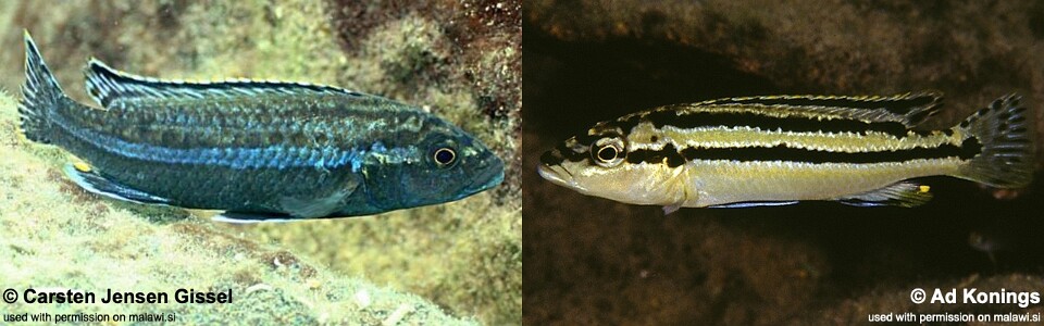 Melanochromis simulans 'Gome Rock'