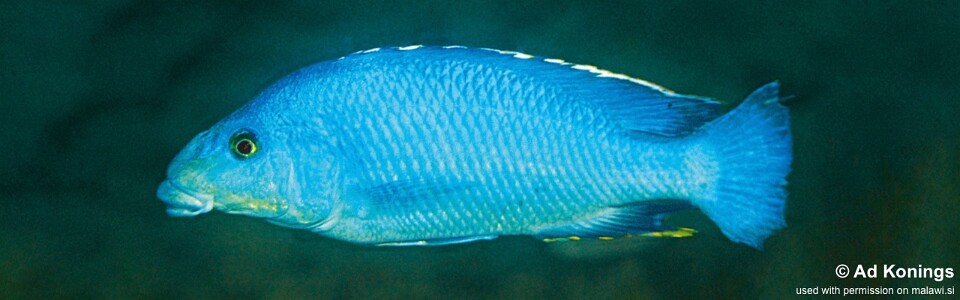 Nimbochromis linni 'Gome'