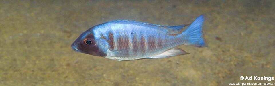 Placidochromis electra 'Gome'
