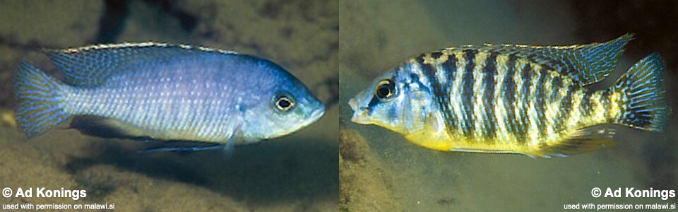 Protomelas fenestratus 'Gome'