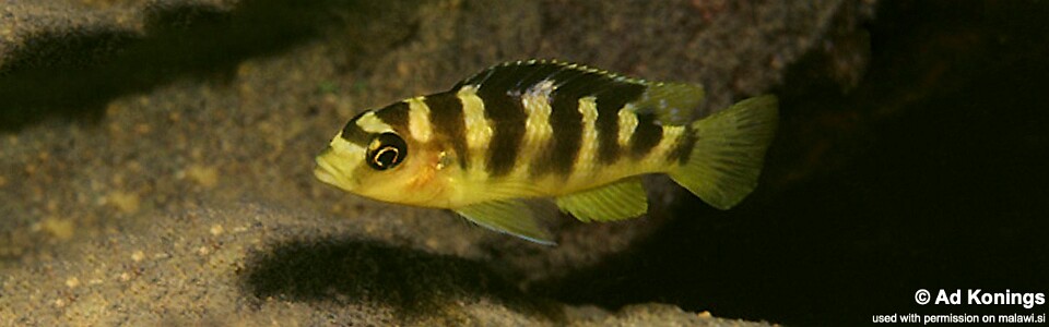 Pseudotropheus crabro 'Gome Rock'