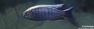 Copadichromis ilesi 'Gome'.jpg