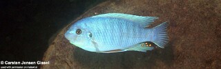 Labeotropheus fuelleborni 'Gome'.jpg