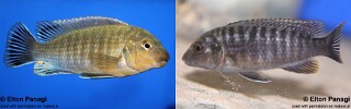 Labidochromis vellicans 'Gome'.jpg