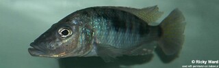 Stigmatochromis woodi 'Gome'.jpg