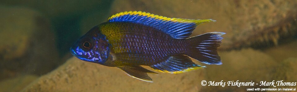 Aulonocara sp. 'lwanda' Hai Reef