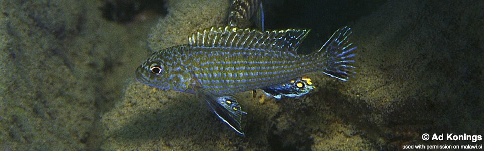 Labidochromis textilis 'Hai Reef'